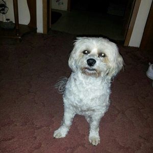 Meet your Posher, Carol